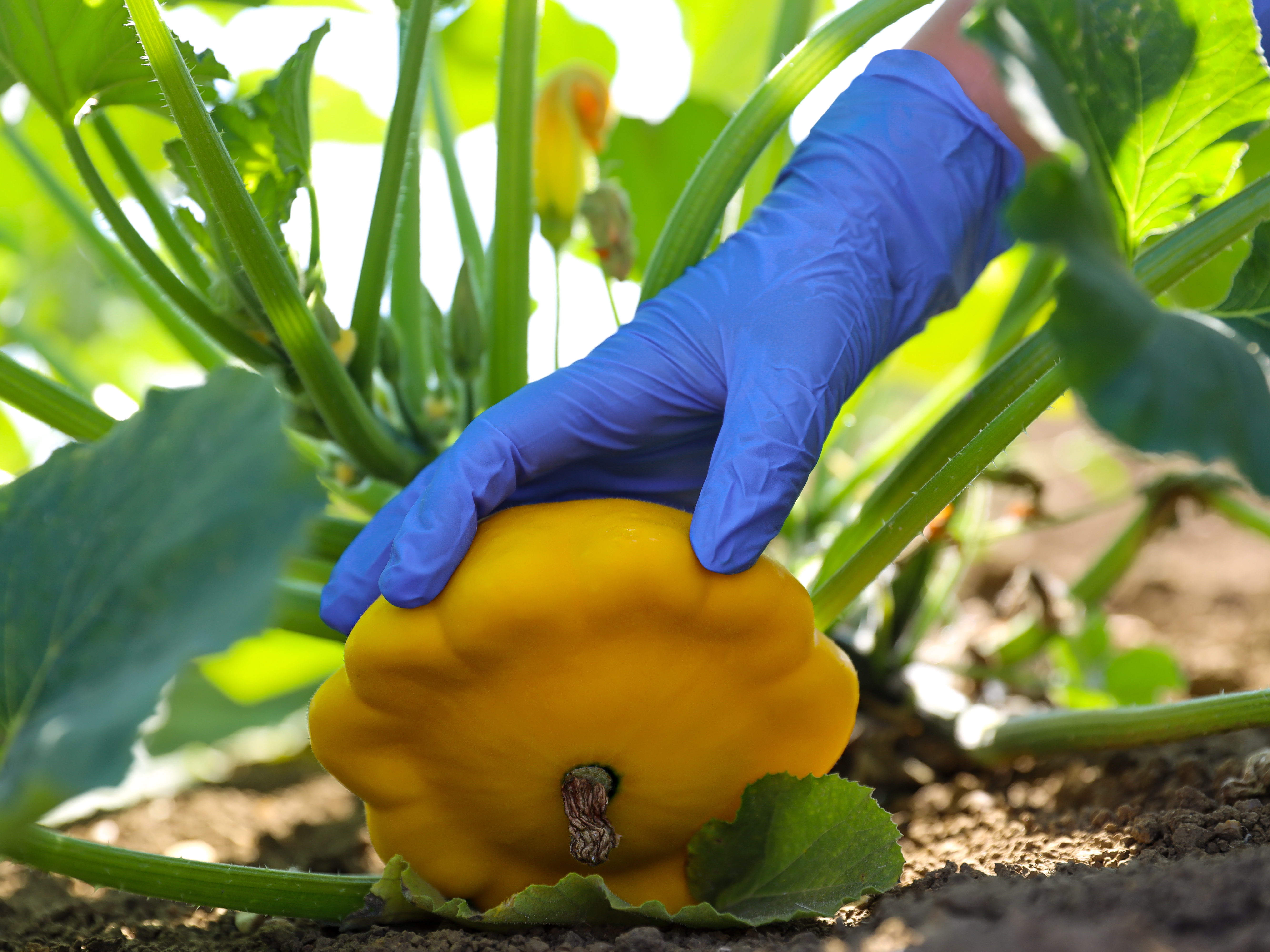 Aurelia Robust 9 Newton Disposable Gloves